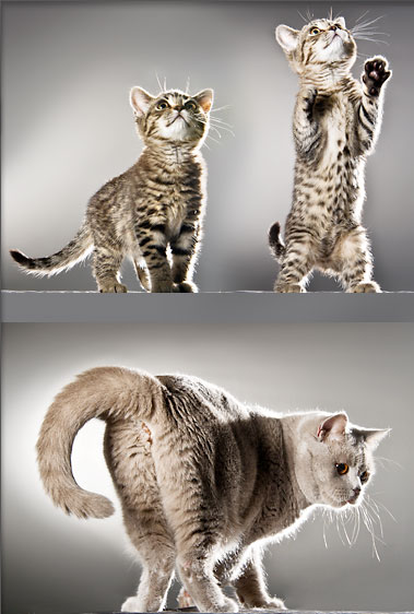 fotografie werbefoto katze