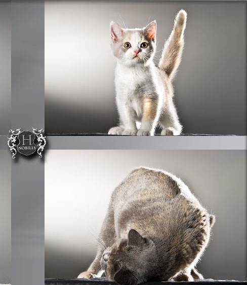 werbefotografie graz tiere